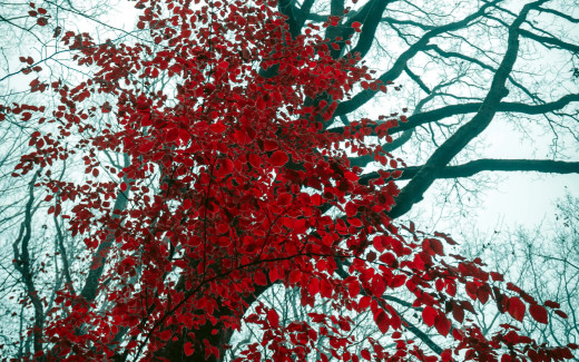 1490609 (a): :2560x1600